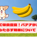 手軽で栄養豊富！バナナが犬にもたらす効果について